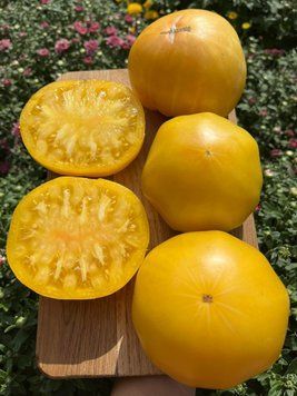 Томат Мінусинське манго (Minusinsk Mango) 12 насінин 44 фото