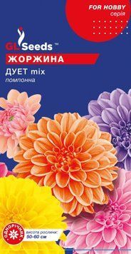 Жоржина Дует помпонна 2710 фото
