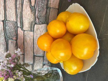 Гном Жовтий Шона (Dwarf Sean&rsquo;s Yellow)&nbsp; 308 фото