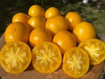 Гном Золоте серце (Dwarf Golden Heart) 83 фото