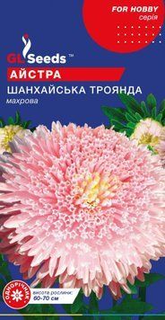 Айстра Шанхайська троянда 2733 фото