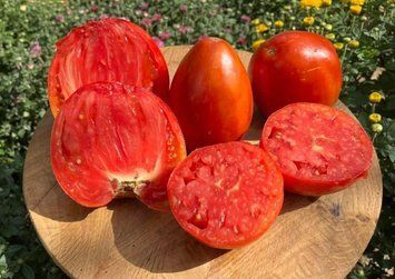 Томат Ріпа (Turnip) 12 насінин 125 фото
