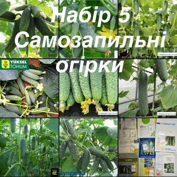 Набір 5 Самозапильні огірки (8 сортів) 5005 фото