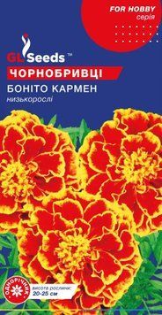Чорнобривці Бонiто Кармен 2721 фото