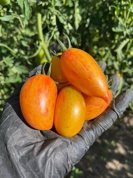 Томат Солодкий крем (Sweet Cream) 20 насінин 13 фото
