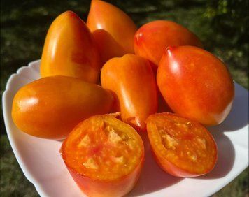 Гном Затонувший персик (Dwarf Sunkissed Peach ) 159 фото