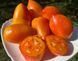 Гном Затонувший персик (Dwarf Sunkissed Peach ) 159 фото 1