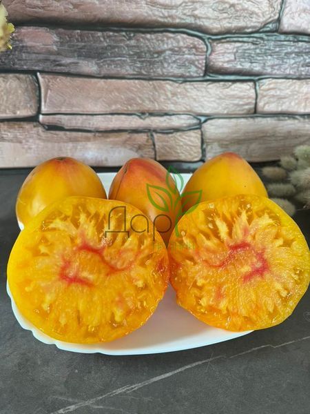 Гном Частування Глорії (Dwarf Gloria&rsquo;s Treat) 201 фото