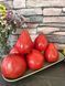 Гном Божевільна Каліопа (Crazy Calliope Dwarf) 48 фото 1
