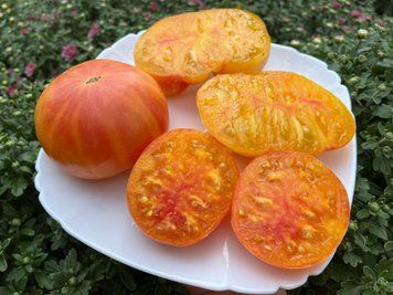 Томат Грейпфрут (GRAPEFRUIT) 20 насінин 60 фото